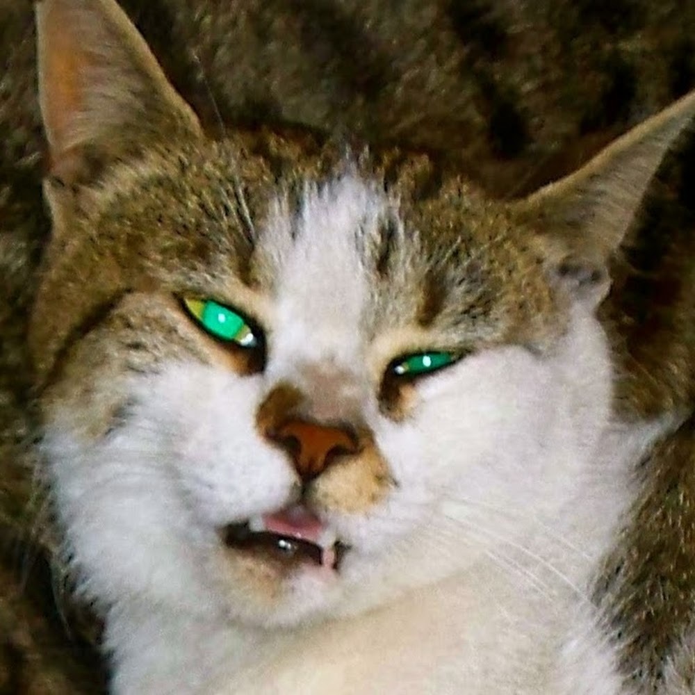 Meet your Posher, Katnip